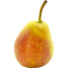 Pera Ercolina