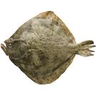 Rodaballo