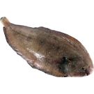 Lenguado