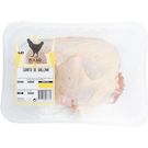 Gallina