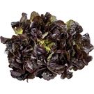 Lechuga Hoja de Roble