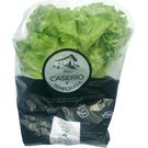 Lechuga Batavia