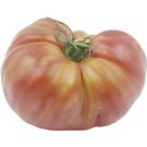 Tomate Rosa