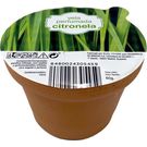 Vela Terracota Citronella